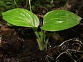 2018年7月21日 (土) 10:51時点における版のサムネイル