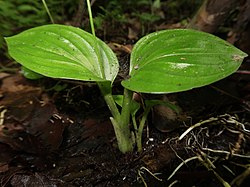 葉に縦筋が入り、ギボウシの葉を思わせる。