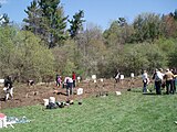 A public treeplanting event in the German Mills Settlers Park