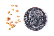 seeds next to US dime for scale