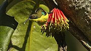 sunbird with greenish-brown upperparts, yellowish underparts, and metallic blue green on shoulder and ear