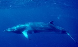 난쟁이 밍크고래(Dwarf minke whale)