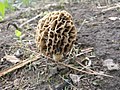 Morchella rotunda