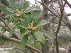 穗状花序