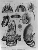 Internal anatomy of Nautilus pompilius