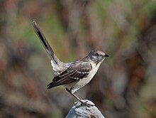 A northern mockingbird standing on the top of a rock