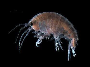 Nototropis falcatus (Amphipoda: Atylidae)