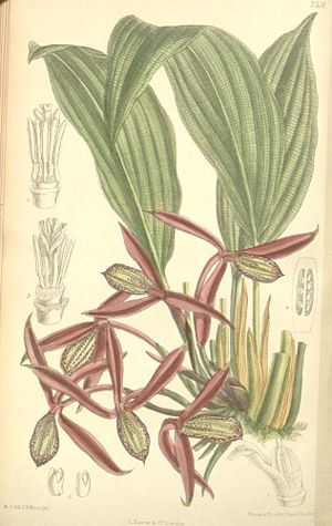 Orchidantha maxillarioides