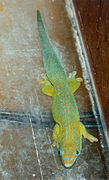 Phelsuma flavigularis