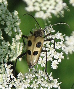 Пахіта чотириплямиста (Pachyta quadrimaculata Linnaeus, 1758)