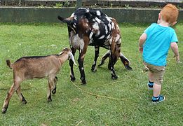 Les chèvres de la Ferme des Enfants.