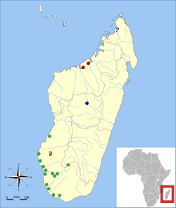 Yacimientos subfósiles de Palaeopropithecus[2]​ rojo = P. kelyus; verde = P. ingens; azul = P. maximus