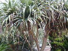 Description de l'image Pandanus boninensis.jpg.