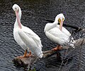 American White Pelican