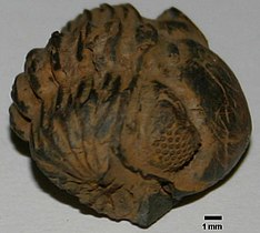 Phacops rana, a trilobite from the Devonian period.