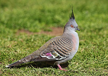 Crested pigeon, by Benjamint