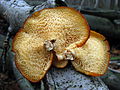 Polyporus alveolaris