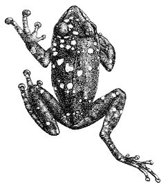 Description de l'image Pseudophilautus adspersus.jpg.