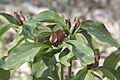 Trillium recurvatum