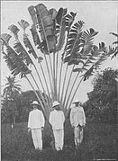 Arbre du voyageur au Jardin botanique d'Eala (R.D. Congo) vers 1903-1904