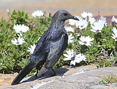 Female, showing streaky grey head plumage