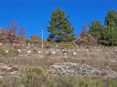 Ruches à la Combe du Pommier