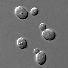 Budding yeast cells with dark borders to the upper left and bright borders to lower right