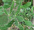 সাগৰফেনা Opuntia stricta