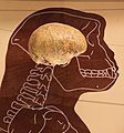 脳の大きさを示す展示物／アメリカの国立自然史博物館。