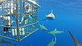 Image 19Shark cage diving (from Shark tourism)