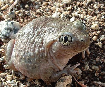 (American spadefoot toad (Scaphiopus