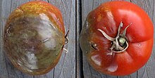 Infected ripe tomato