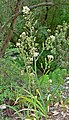 Zigadenus fremontii