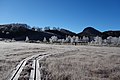 霧氷の田ノ原湿原