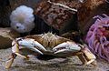 Dungeness crab on exhibit