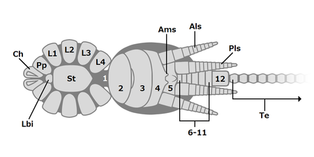 Chimerarachne yingi (ventral) キメララクネ・インギ（腹側）