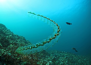 The salp, another example of a gelatinous tunicate, is often found in the form of a colonial chain