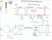 Schéma des mécanisme de phototransduction