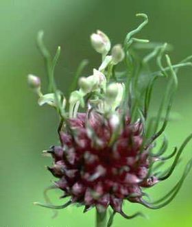 Alho silvestre (Allium vineale)