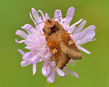 Amphipoea oculea, by Iifar