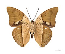 Museum specimen ♂ △ - Ventral side