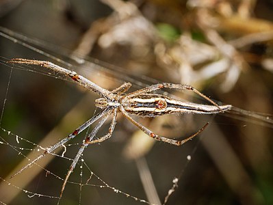 Adult female ventral view