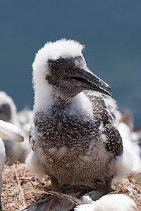 43. Platz: Martha Pohl mit Junger Basstölpel (Morus bassanus) in einer großen Basstölpel-Kolonie auf Helgoland im NSG Lummenfelsen