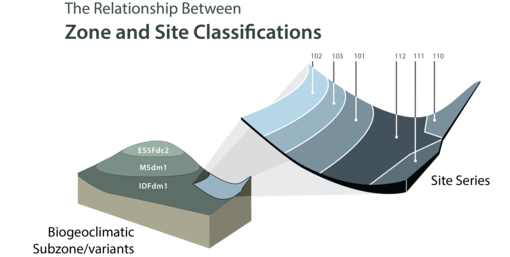 Figure shows two graphics of he relationship between Zone and Site Classifications. In one small graphic, an elevational sequence shows three zonal ecosystems, termed Biogeoclimatic Subzones/variants. Each has a set of Site Series that describe the local ecosystems on the landscape. The Site Series are coded with a number (e.g., 101, 102, etc.)