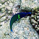 Bird wrasse, Gomphosus varius, Kona (Hawaii)