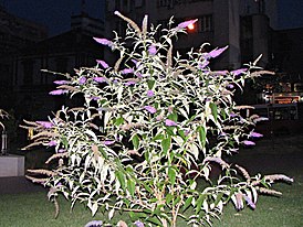 Buddleja davidii