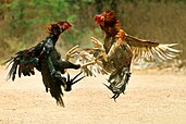 Cockfighting in Tamil Nadu, India