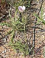 Calochortus striatus