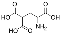 γ-Carboxyglutamate