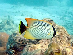 Un poisson-papillon à chevrons (Chaetodon trifascialis)